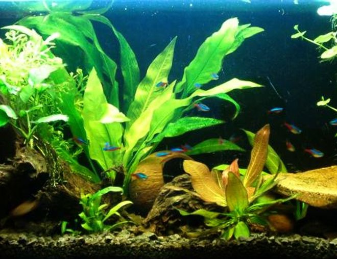 planted tank (mostly live plants and fish)