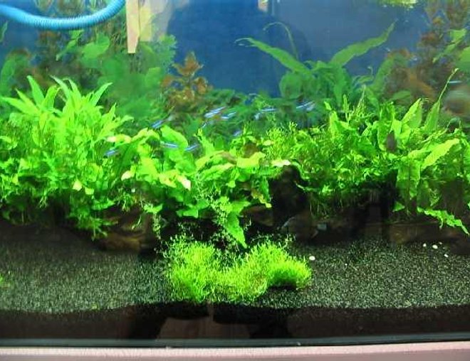 planted tank (mostly live plants and fish) - My planted tank with neon tetra and Briliant discus.