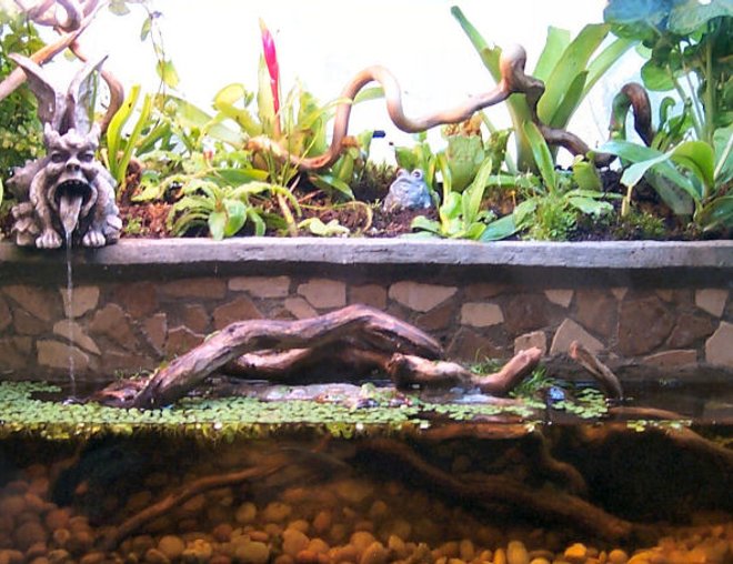 planted tank (mostly live plants and fish) - This is a paludarium I made for my betta fish in a 20-gallon high tank.  The front part is about 2.5 gallons, and the back is the land section, where I've planted a variety of different carnivorous plants. :)  I actually rigged up the gargoyle to be the outflow for my small canister filter.