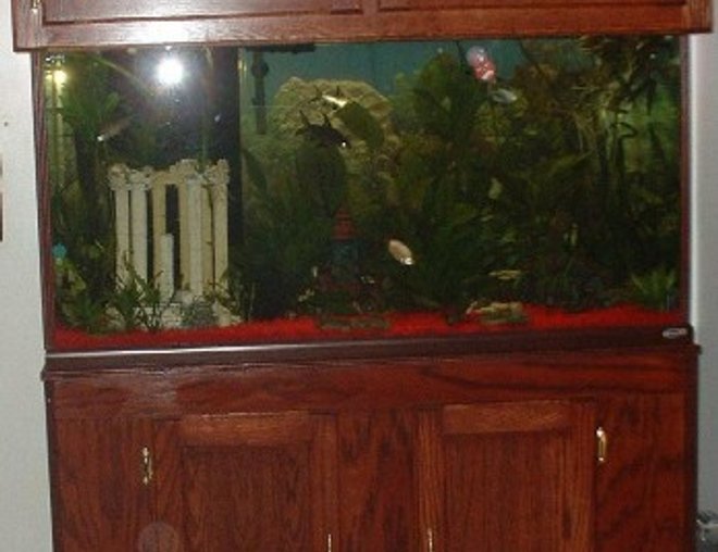 90 gallons planted tank (mostly live plants and fish) - 90 Gallon Oceanic Tank