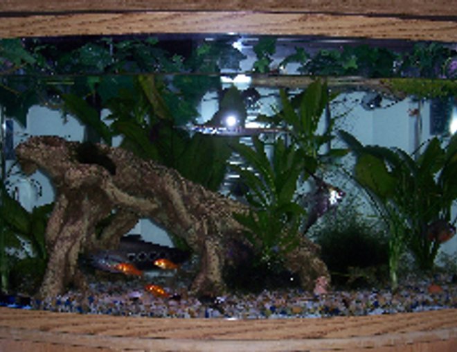 46 gallons planted tank (mostly live plants and fish) - You can Barely see all the inhabitance of the tank but its an overall picture of the tank. I routinely change every thing around so you will see other layouts.
