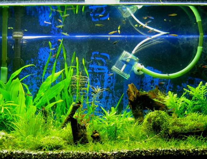 50 gallons planted tank (mostly live plants and fish) - I was about to redo this tank. So I didn't bother to remove the pipes and some other cables while taking pics.