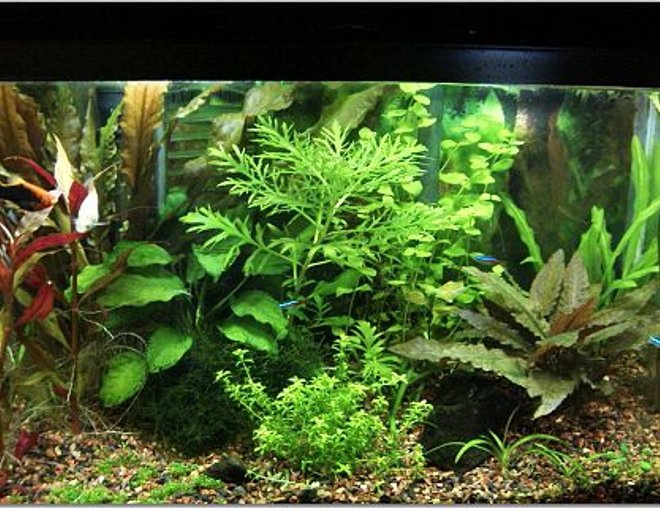 10 gallons planted tank (mostly live plants and fish) - I recently converted this tank from low to high lighting, and began adding co2.  It's been about a month and a half and growth has been explosive.  Still working on fertilizer balance but am becoming happy with the current look/set of plants.
