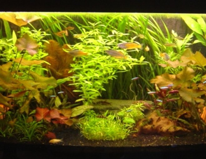 60 gallons planted tank (mostly live plants and fish) - Juwel Rio 300 Community tank!
