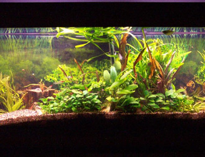 planted tank (mostly live plants and fish)