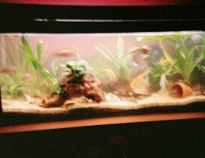 planted tank (mostly live plants and fish)