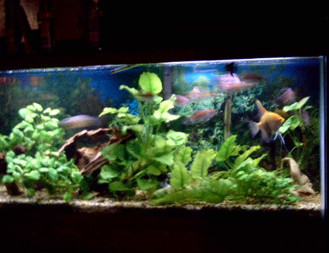 55 gallons planted tank (mostly live plants and fish) - 55 gal, angelfish, congo tetras, pleco, corys, driftwood, and anubias plants