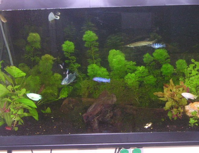 38 gallons planted tank (mostly live plants and fish) - only about a month old  
36x18 38g
filters include: a penguin 100  bio-wheel, a hydor itpf 4, and a whisper 10 power filter.
i have a red sea turbo co2 bio system
my heater is a visi therm deluxe
my lights are coralife lunar aqualights
FISH: 1 opline gourami, 4 various african ciclids, featherfin knife fish, pleco, a baby silver gar, african dwarf frog
PLANTS: Cabomba caroliniana,Alternanthera reineckii "roseafolia,Cardamine,Hornwort,Ludwigia arcuata,Hydrocotyle sibthorpioides,Cryptocoryne wendtii ,Pygmy Chain Sword,Golden Moneywort,Bacopa monnieri ,Echinodorus quadricostatus,Rotala rotundifolia
