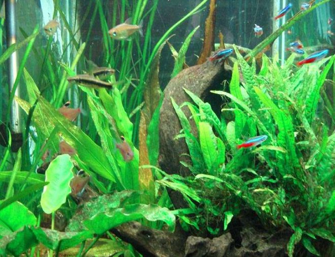 60 gallons planted tank (mostly live plants and fish) - Co2 continues into mid-July.  My goal of having the Vallisneria spiralis encircle the tank is getting closer as they are sending shoots around the glass.   The Cryptocoryne grew to large, and I cut it way back so light could reach other plants.