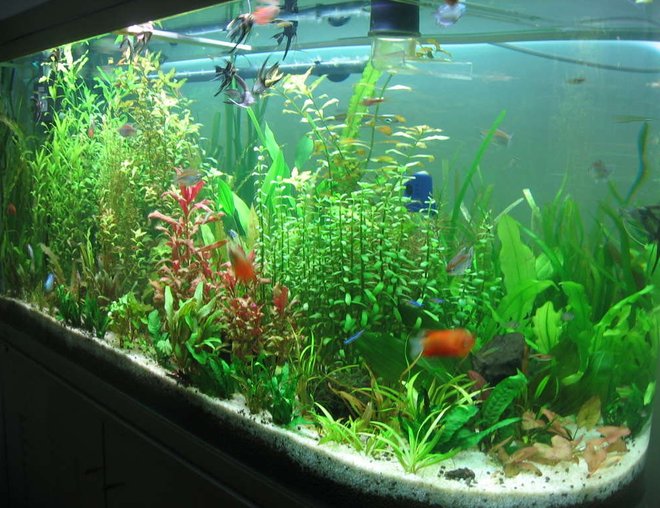 75 gallons planted tank (mostly live plants and fish) - my u tank