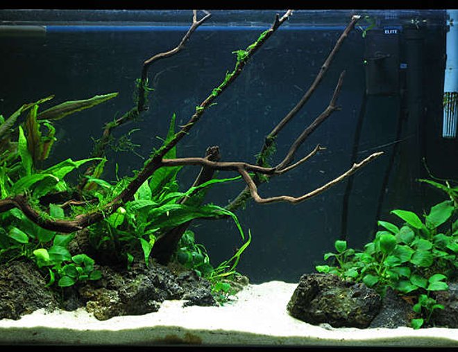 60 gallons planted tank (mostly live plants and fish) - 29g Low light Tank

Java fern,
Crypts,
Anubias,
Moss,
...

3 Apistogramma bitaeniata
1 otto