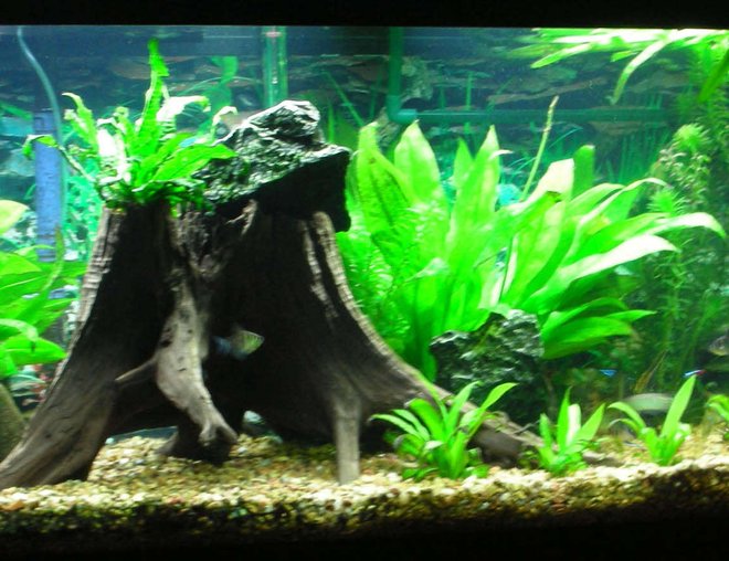 75 gallons planted tank (mostly live plants and fish) - 75gl all plants are real