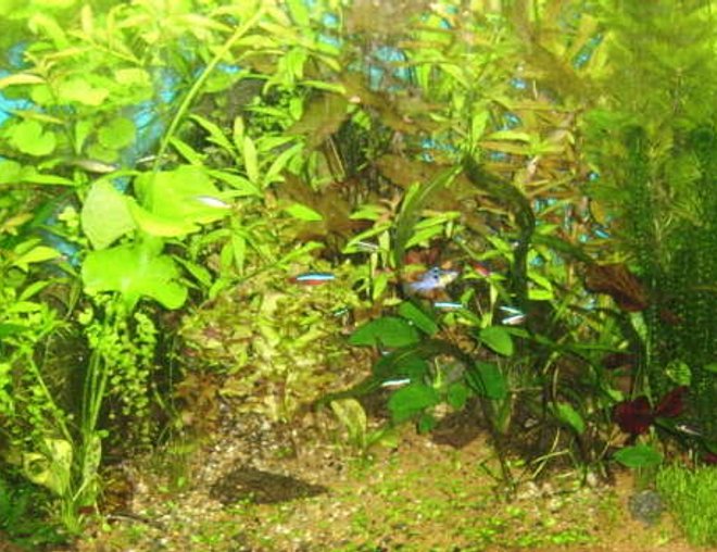 55 gallons planted tank (mostly live plants and fish) - Forest of Tranquility