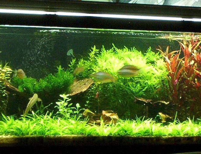 55 gallons planted tank (mostly live plants and fish) - Penguin 200 w/biowheel XP3 cannister, spraybar on left wall slightly tilt down,Coralife 130 watts CF dose EI and traces + Excel.
2 Birchirs,2 Ctenopoma Acutirostre,2 Clown loaches,5 Rainbows