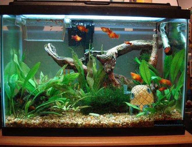 20 gallons planted tank (mostly live plants and fish) - my pineapple house xD