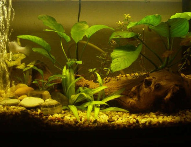 10 gallons planted tank (mostly live plants and fish) - This started out as a feeder tank, then i got a little carried away. 10 gallon planted.
