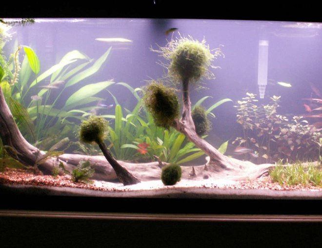 55 gallons planted tank (mostly live plants and fish) - Update of my 55G mostly plants. 1 piece of driftwood. Swords, micro swords, java moss, marimo moss ball, red ludwidgia, anacharis, Red Wendtii. Fish are red serpae, electric green glo fish, neons, gold tetras,  marble shrimp, ghost shrimp, otocinclus,  and some dwarf puffers. Big update was the black background, i like it better. it gives my plants more justice.