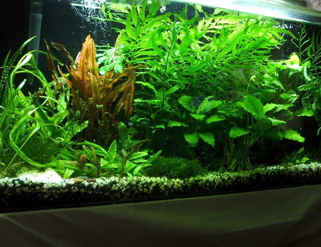 55 gallons planted tank (mostly live plants and fish) - 55 gallons

Anabuis, African Ferns, Mosses,Crypts

Fish are neons, betta, black skirts, ottos and a ton of red cherry shrimp