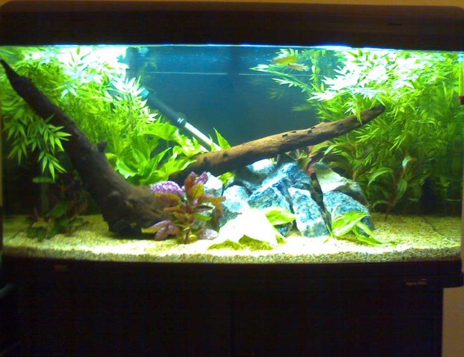 55 gallons planted tank (mostly live plants and fish) - New tank
