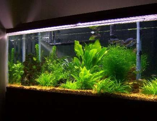 55 gallons planted tank (mostly live plants and fish) - One of my tanks.