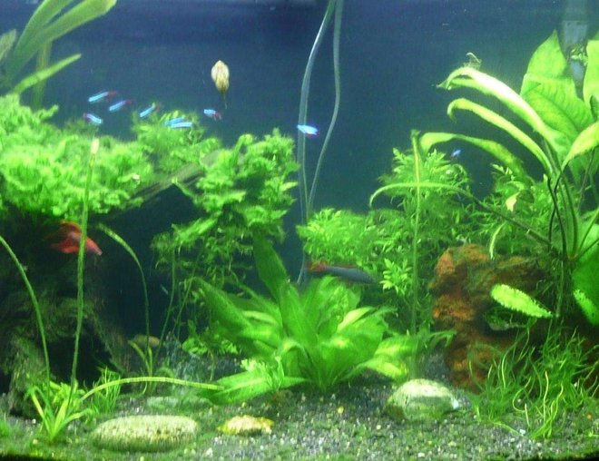 46 gallons planted tank (mostly live plants and fish) - Planted tank 11.05.07