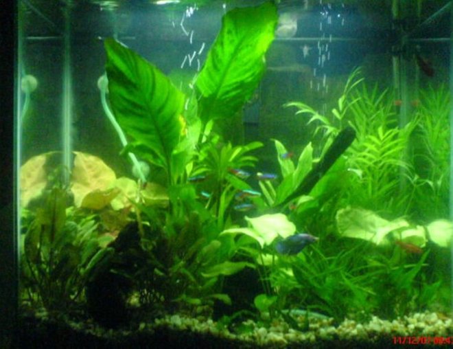 20 gallons planted tank (mostly live plants and fish) - My 20 gal World