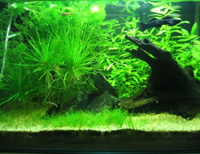10 gallons planted tank (mostly live plants and fish) - Dimensions: 14 x 12 x 14 inch
Volume: 10 g / 40 l
Filtration: Internal Powerhead Filter @ 350 lph
Lighting : 4WPG / 11 hrs photoperiod
Substrate:  JBL AquaBasis and Fine Gravel
Water: 6.5 to 7.5ph and no other parameters measured
Others : DIY Co2
Roommates: 2 Black Molly, 3 SAE, 2 Swordtail, 1 Platy, 2 Zebra and 11 White Cloud