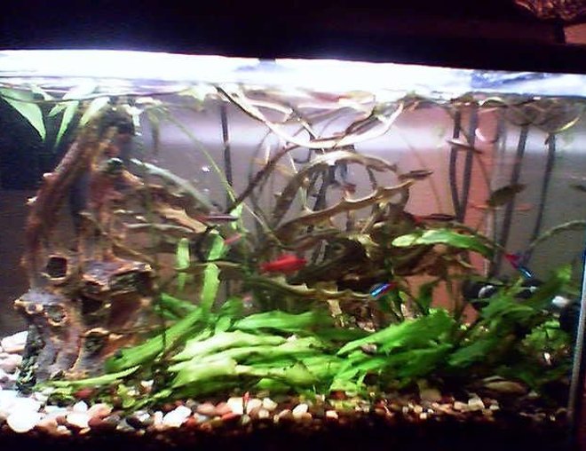 38 gallons planted tank (mostly live plants and fish) - 10 Gallon Tank, White Cloud Minnows, Cherry Barbs, One Giant Oyster