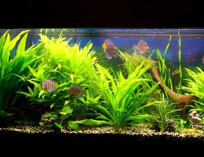 55 gallons planted tank (mostly live plants and fish) - 55 gallon planted discus tank 1/1/08