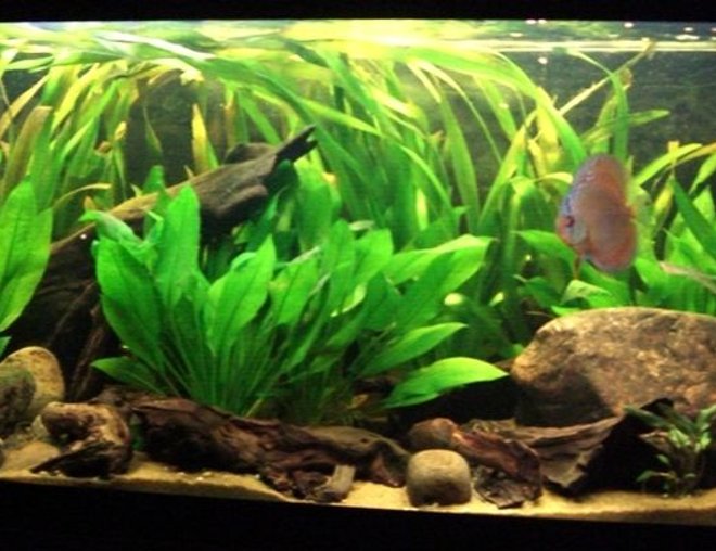 150 gallons planted tank (mostly live plants and fish) - 220l South American Biotope.