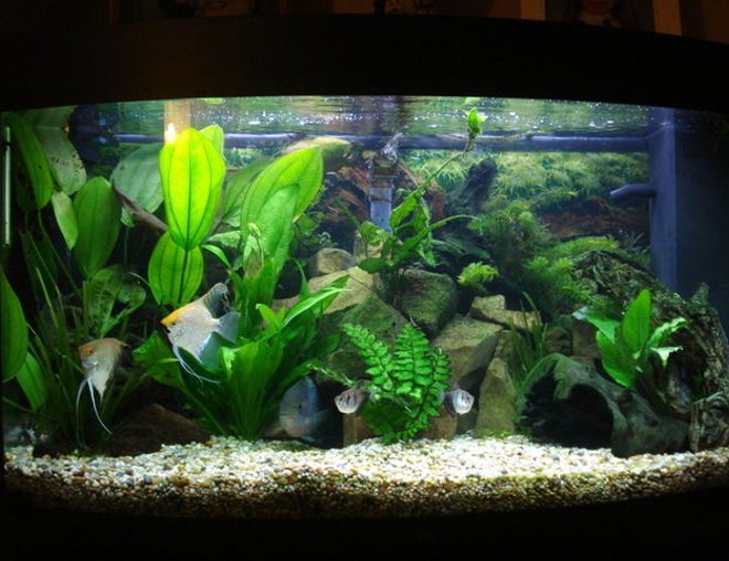 60 gallons planted tank (mostly live plants and fish) - my juwel 180