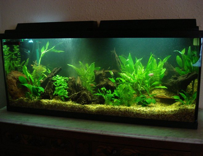 55 gallons planted tank (mostly live plants and fish) - My newly set up 55 gallon tank.