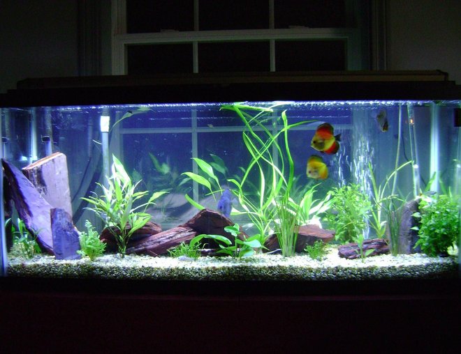 55 gallons planted tank (mostly live plants and fish) - Discus in my first planted tank.