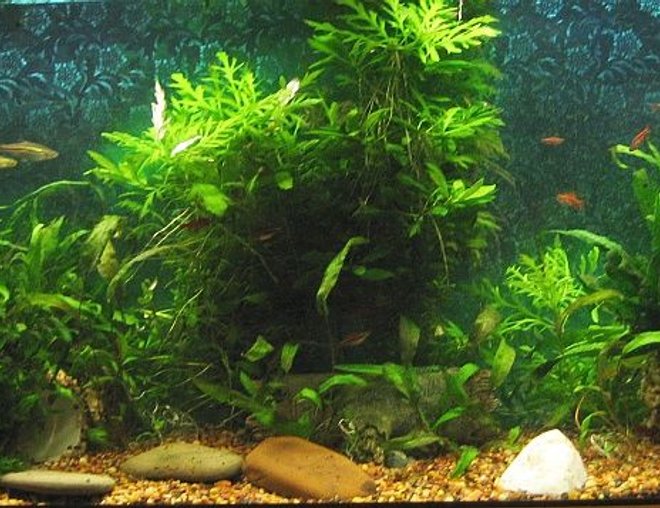 55 gallons planted tank (mostly live plants and fish) - 55 gallon