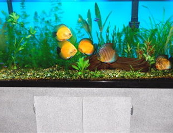 55 gallons planted tank (mostly live plants and fish) - This is my 55gal Discus tank, All live plants. Basic CO2 unit (yeast and sugar) and plenty of light. I have 6 discus, 6 Cardinal Tetras, 4 Corys, a bristle nose Pleco and an African Butterfly fish. Thanks for looking.