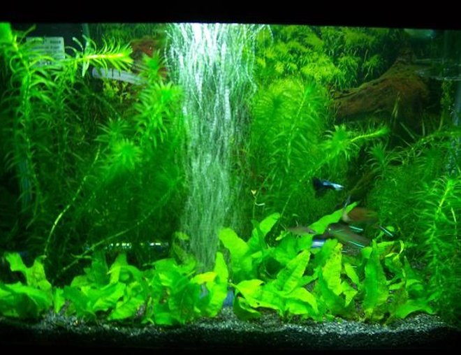 60 gallons planted tank (mostly live plants and fish) - nice little tank with few colourful little fish, really easy to maintain, neva had to clean the glass, waters always crystal clear yet it has the most simple filter