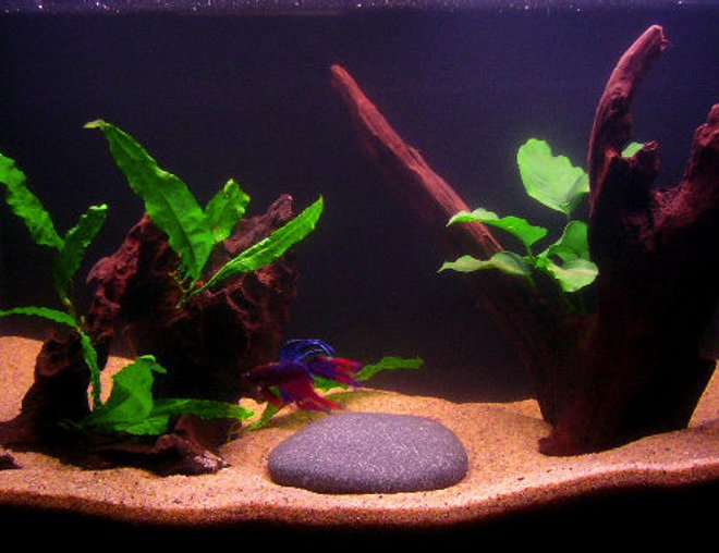 10 gallons planted tank (mostly live plants and fish) - 10 Gallon, 1 male Crowntail Betta, 1 Anubias Nana, 1 Java Fern