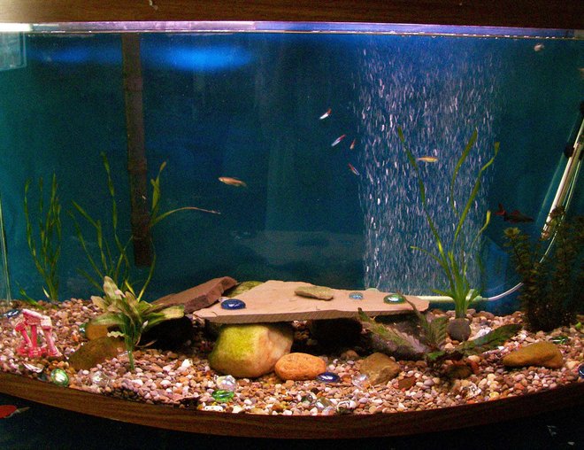 46 gallons planted tank (mostly live plants and fish) - My community tank