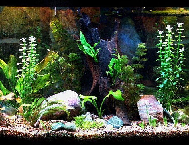 46 gallons planted tank (mostly live plants and fish) - My Tank