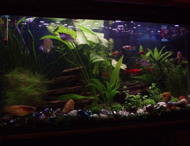 20 gallons planted tank (mostly live plants and fish) - My Community tank