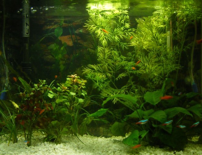 20 gallons planted tank (mostly live plants and fish) - 20 Gallon tank  (IF YOU HAVE A SALTWATER TANK YOUR TANK PROBABLY LOOKS BETTER THAN MINE)