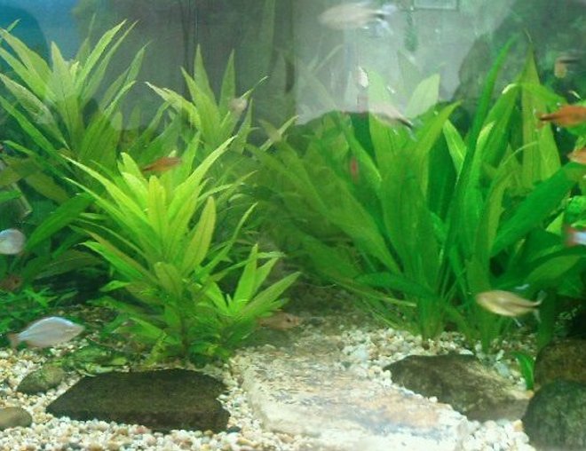 55 gallons planted tank (mostly live plants and fish) - This is the best set up I have got so far. The more I learn the more it improves.