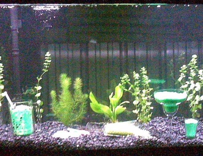 55 gallons planted tank (mostly live plants and fish) - (Picture was taken with a cell phone so please excuse the fuzzy quality)
This fish tank is my 55 gallon bar.  This fish tank is part 2 of a 2 part wet bar in the downstairs of my house.  Atop this fish tank is counter top and behind is a full bar.  The insides of this fish tank include fish, plants, beer wine and liquor bottles.  There are mixed drinks (gravel) and even a spilled cocktail.  NOT PICTURED HERE: there is a tap built into the top of the bar and a glass that has been perm. glued down with a constant flow of pond water pumped through the tap and into the glass that then falls back through the small hole back into the tank.  One of the most eye catching tanks I've ever owned because of the setup and environment around the tank as well as inside the tank.