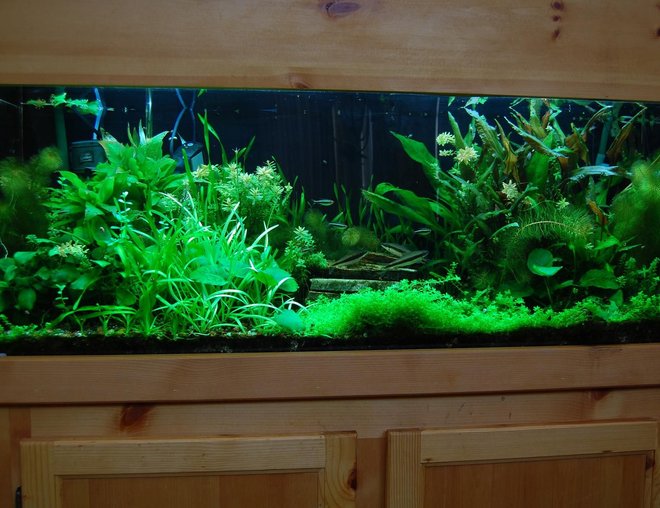 60 gallons planted tank (mostly live plants and fish) - 60 Gal. Planted tank with pressurized CO2