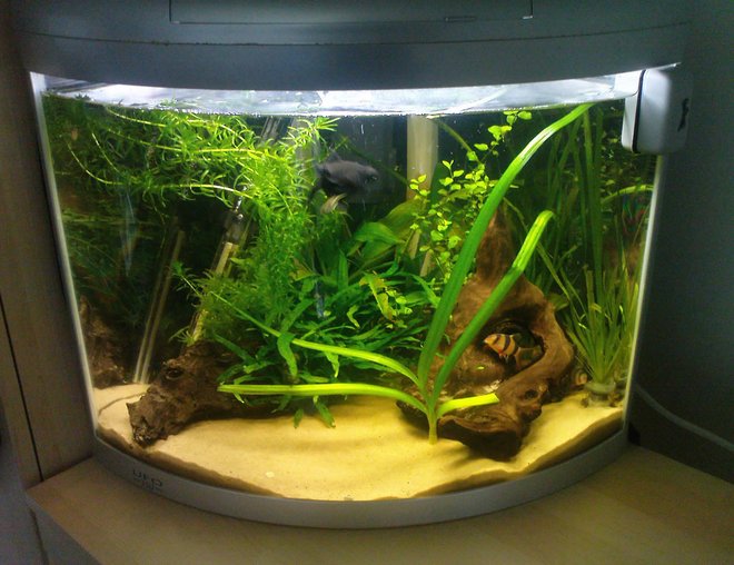 8 gallons planted tank (mostly live plants and fish) - .