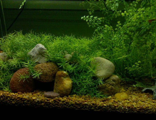 55 gallons planted tank (mostly live plants and fish) - This is the cool cave we built so that all our babies could hide in.