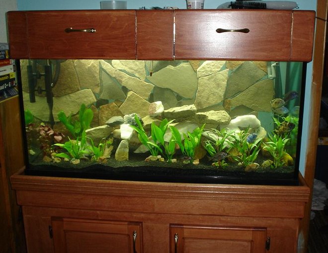 90 gallons planted tank (mostly live plants and fish) - 48"x18"x24".  Custom built stand and canopy, 192watts T8 lighting.  Background is real slate siliconed in place.  A Wide variety of very colourful African Cichlids (Super Red Empress, O. Lithobates, Aulonocara Baenshi, Lemon Yellow Jake, Labeotropheus, Cynotilapia Afra).  Filtration is via three canister filters, one with a surface skimmer.  Although not technically dedicated to plants, it also houses some beautiful Giant Hygro, Amazon Swords, and Red Hygro.  Total Stock is currently 18 fish.