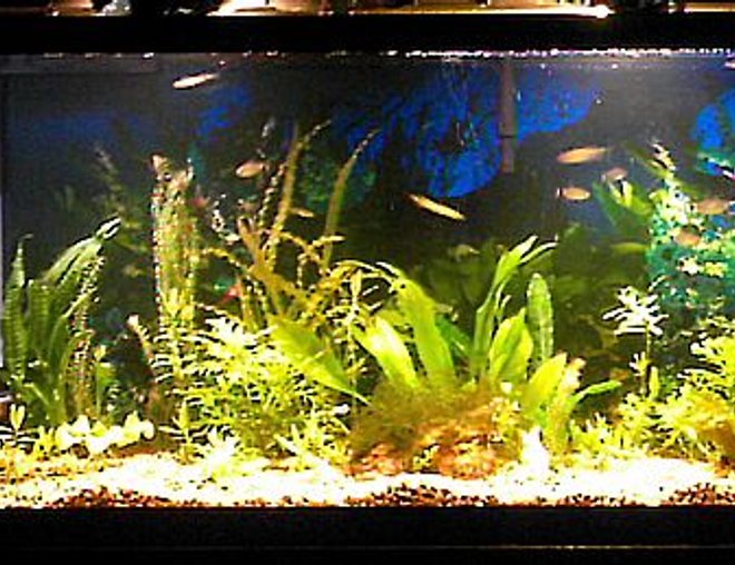 55 gallons planted tank (mostly live plants and fish) - Some plants, 4 Angelfish, 6 redeye tetras, 5 zebra danios, 1 three spot gourami, 1 CAE
Plants include: Sword, wisteria, banana plant, Naja, java fern, java moss, a few misc.