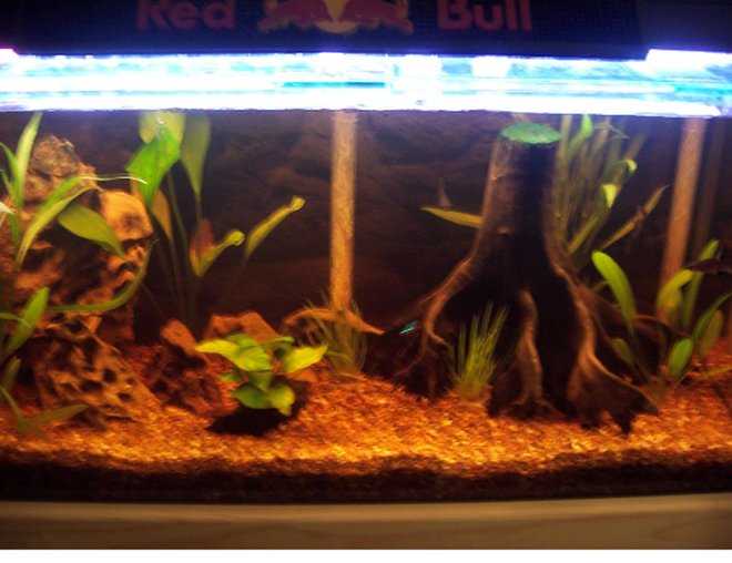 33 gallons planted tank (mostly live plants and fish) - 3 Foot Tropical Tank. Large  drift wood and lots of plants, Bamboo, Sword plant and rocks. Amazon look. Heater and under gravel filter. 
2x Bala Sharks, 3xAngels, Swords, neons,  2xClown Loaches & 2x . More to come as this is a new set up