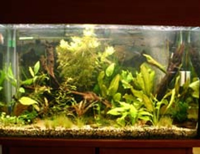 80 gallons planted tank (mostly live plants and fish) - x